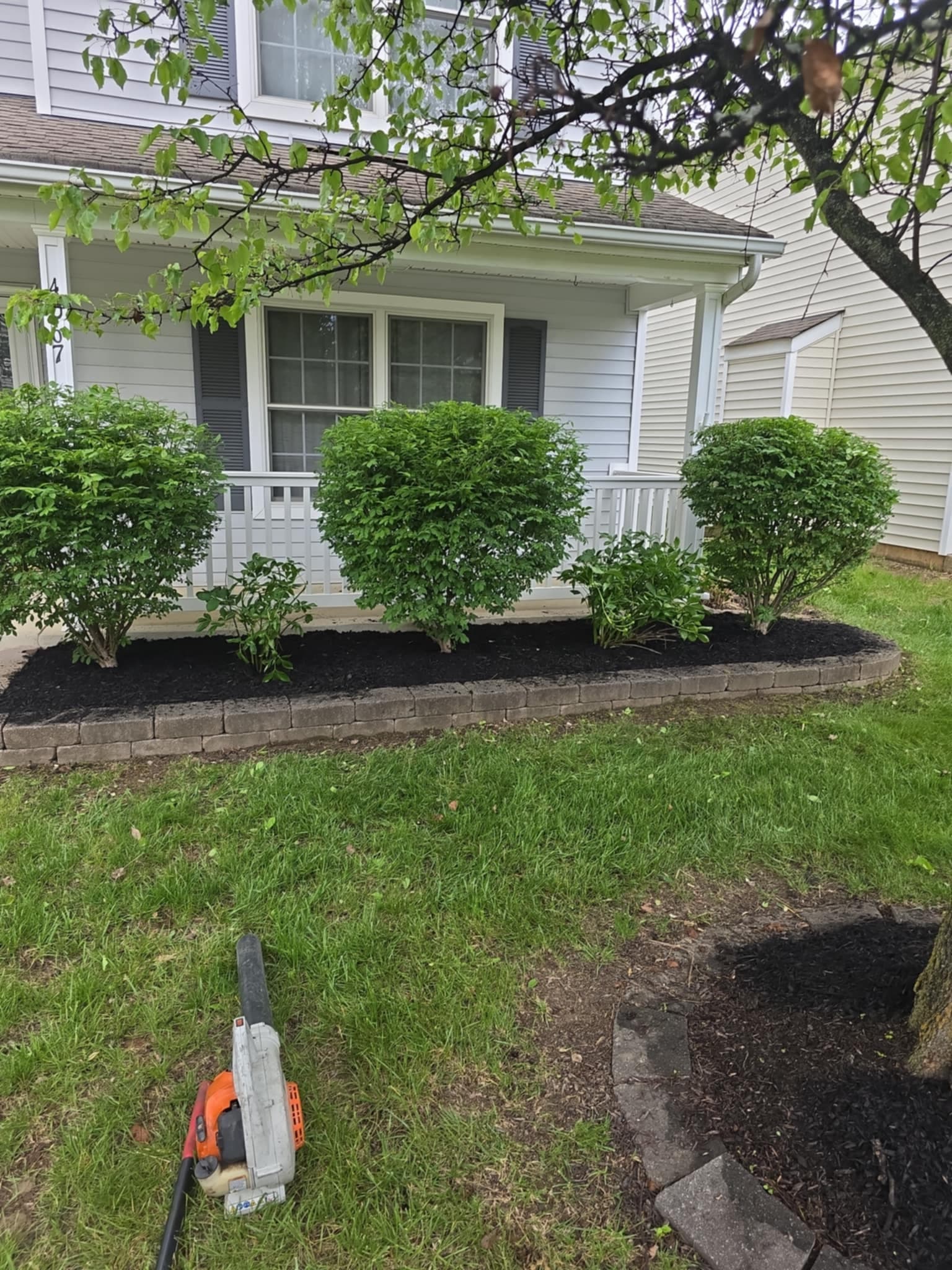 Foundation planting with shaped boxwood shrubs and fresh dark mulch