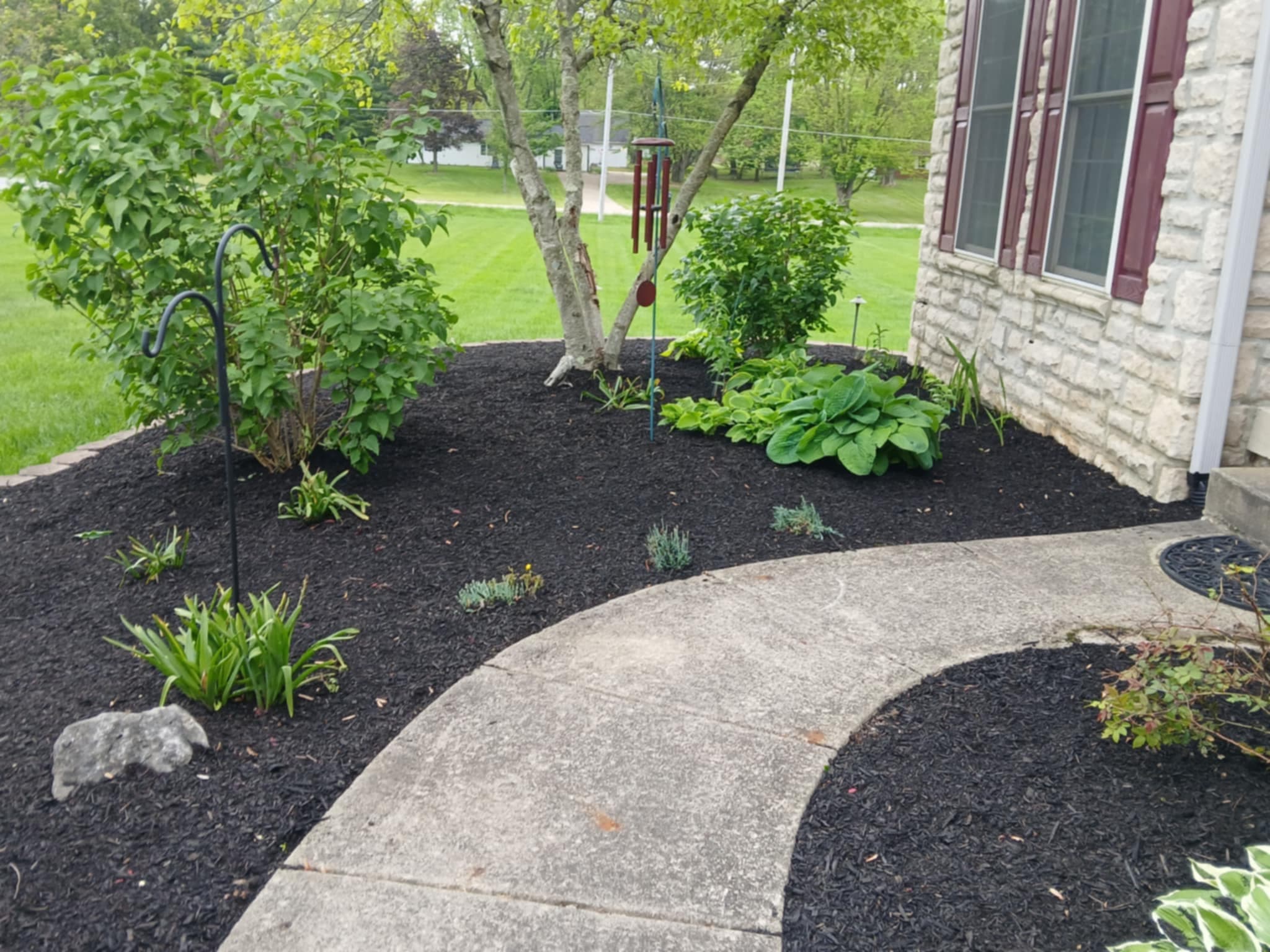 Curved mulch bed along walkway with hostas and ornamental trees