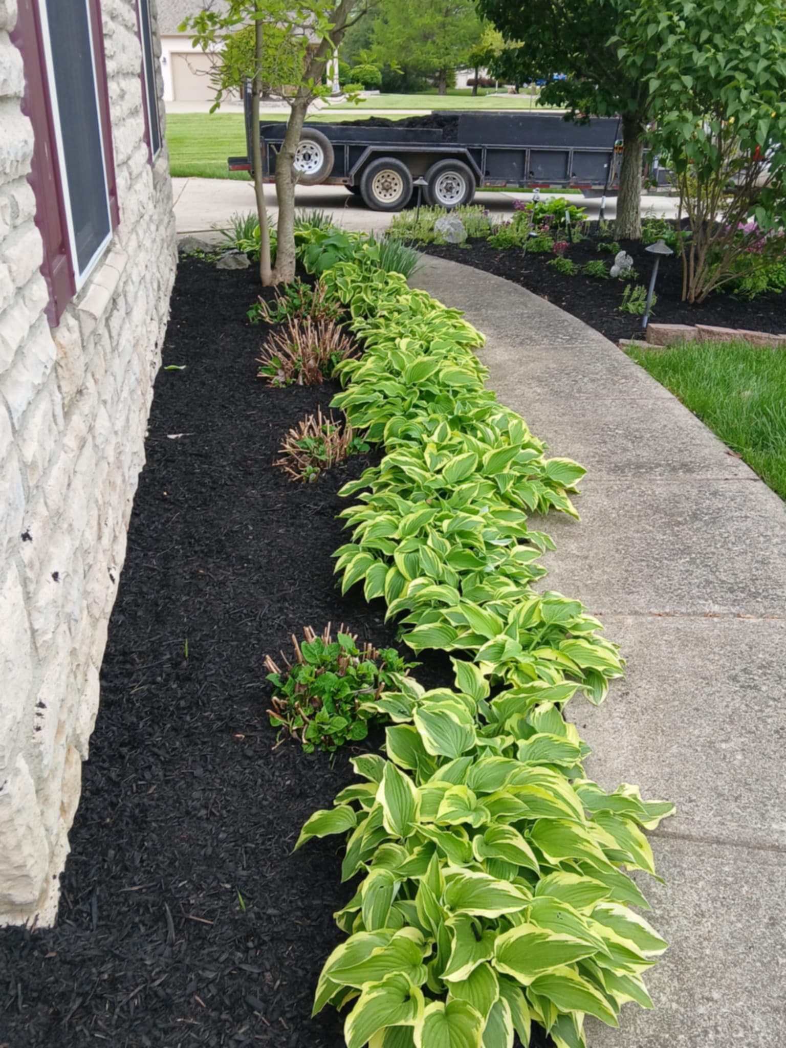 Walkway border planting with variegated hostas and ornamental grasses