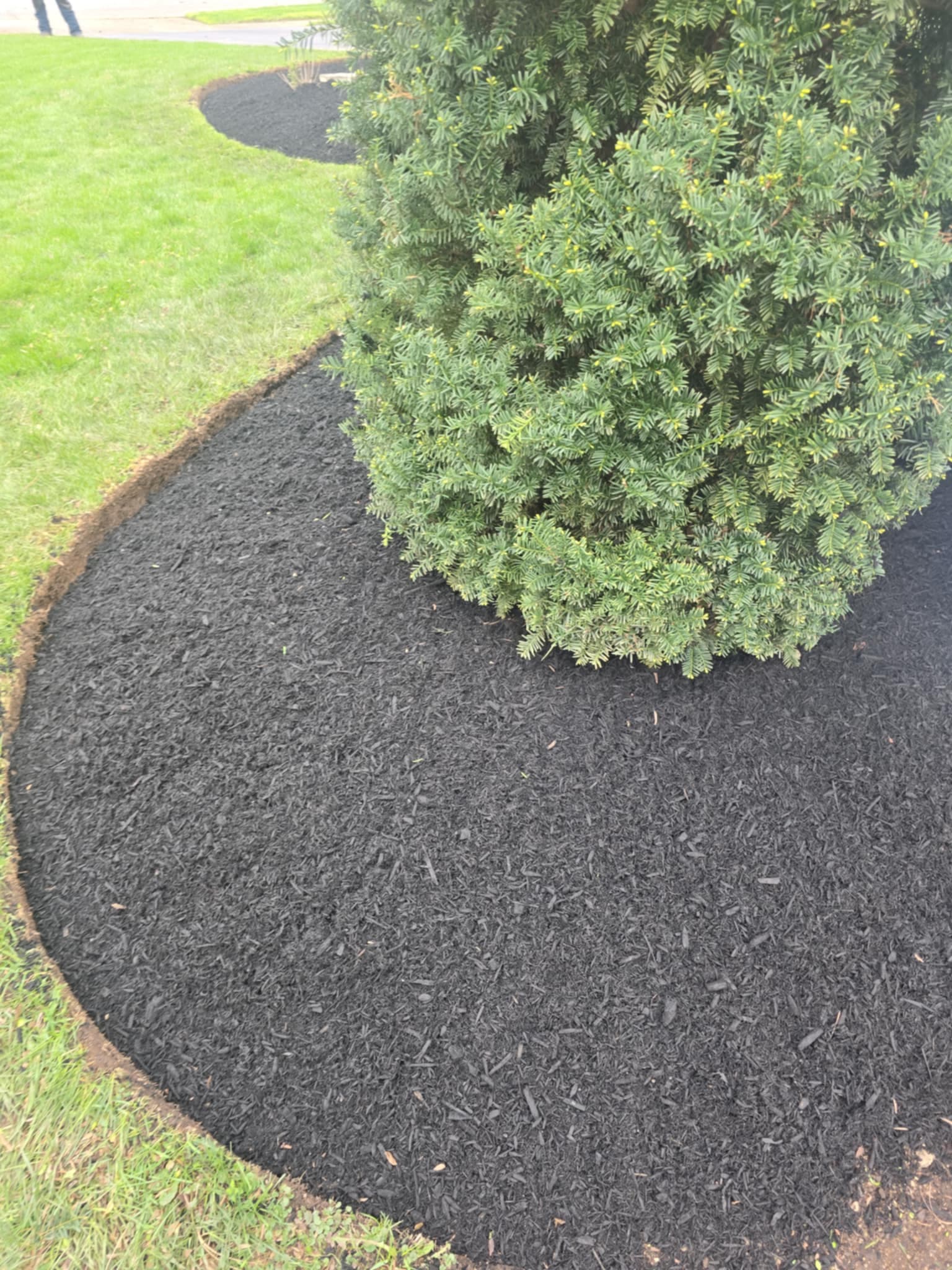 Close-up of fresh dark mulch with clean curved edge around evergreen