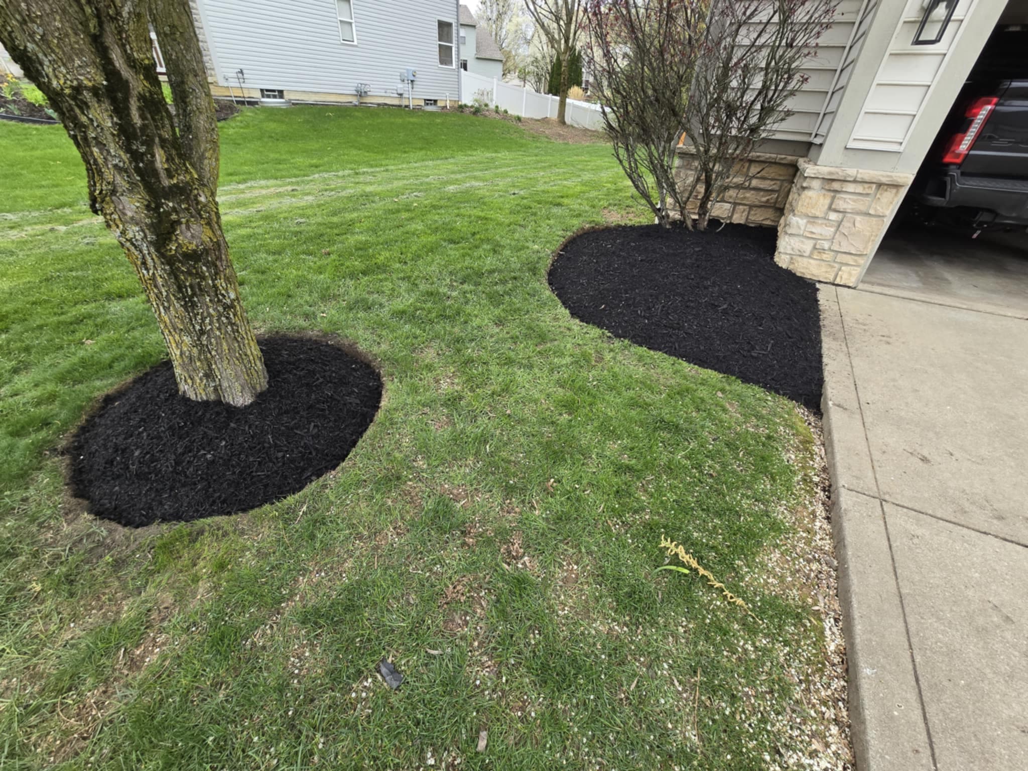 Fresh dark mulch tree rings around mature trees with separate bed