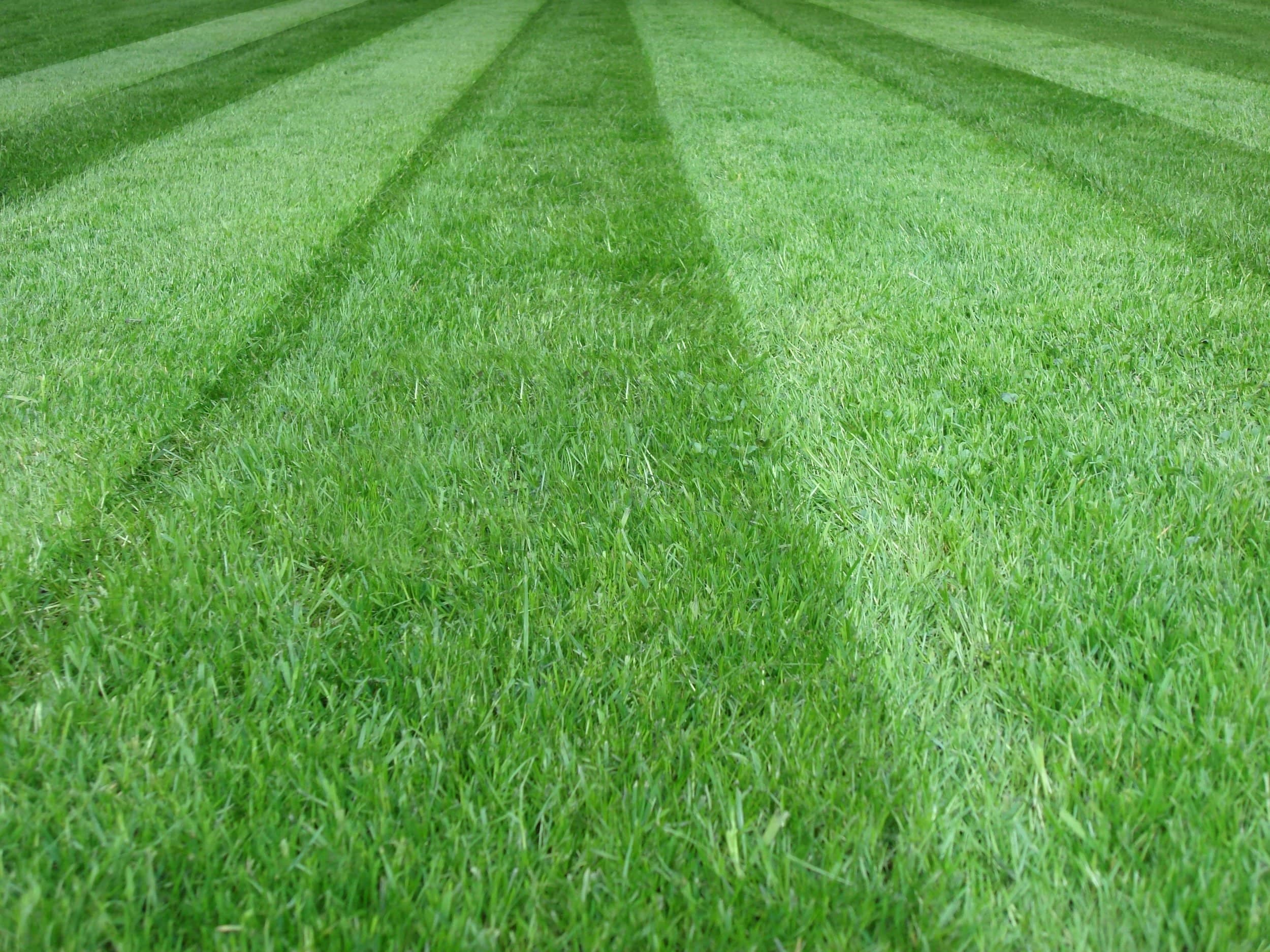 The Ultimate Spring Lawn Care Guide
