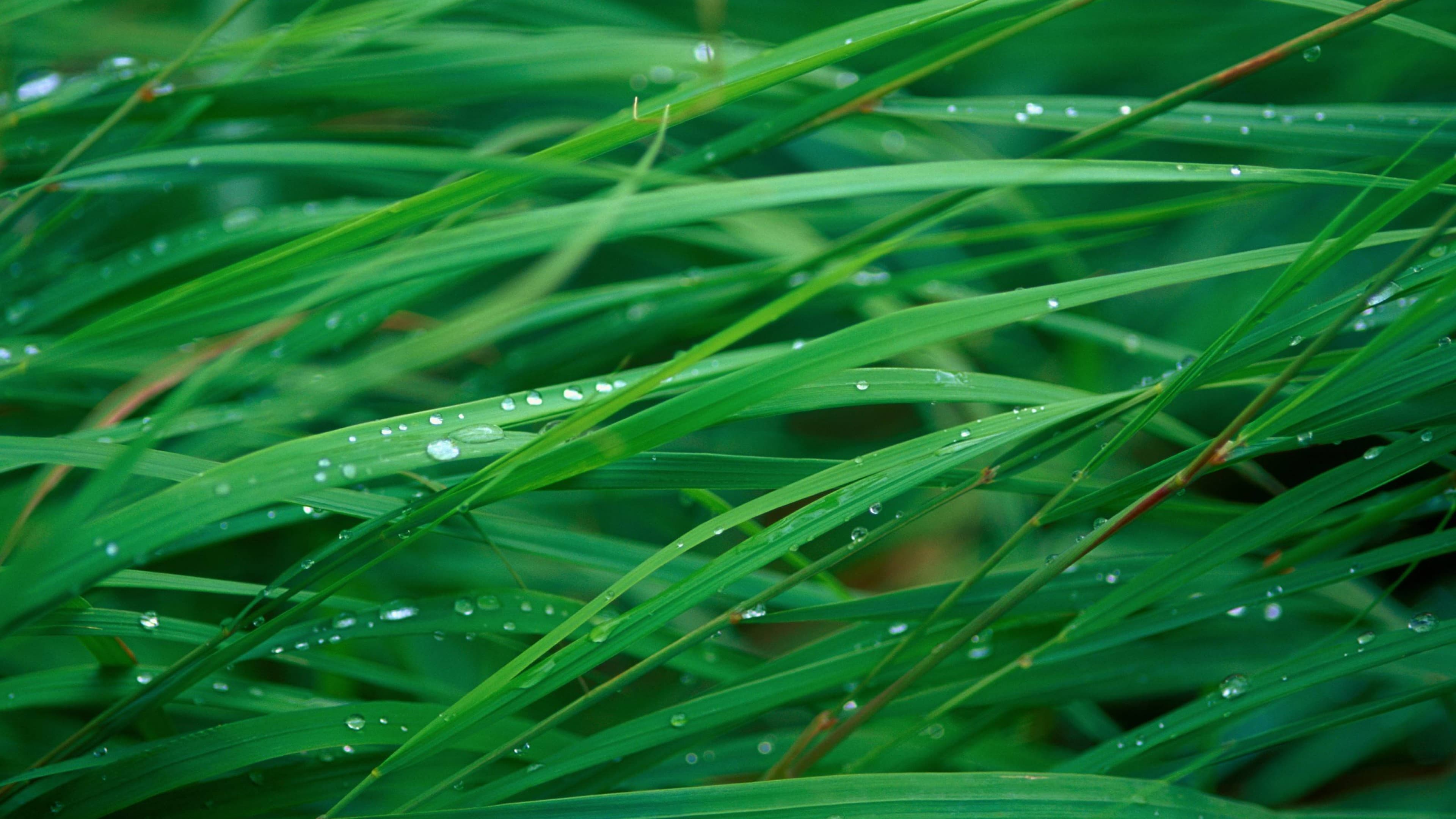 Complete Spring Lawn Preparation Guide